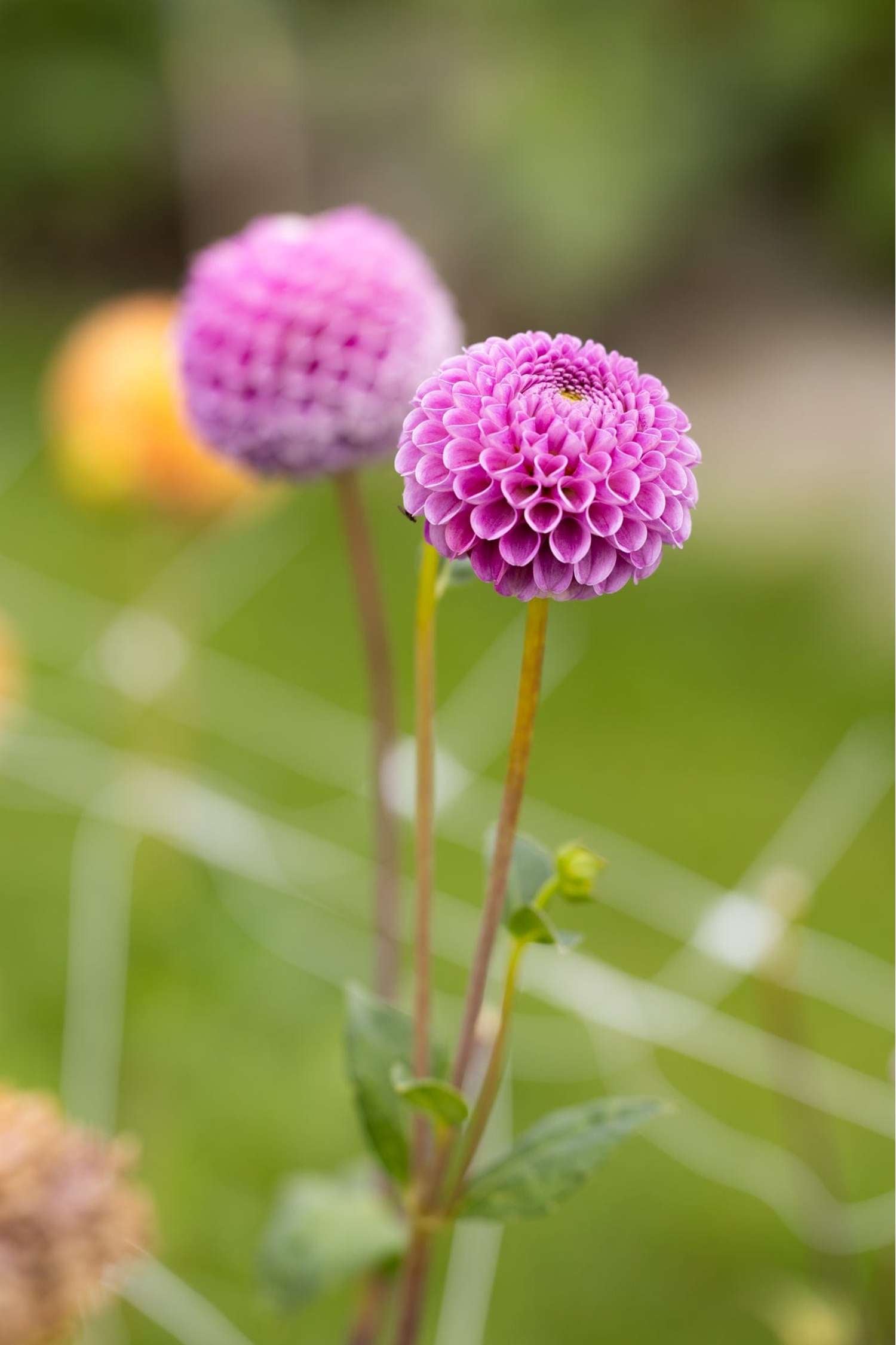 Daalia 'Franz Kafka'